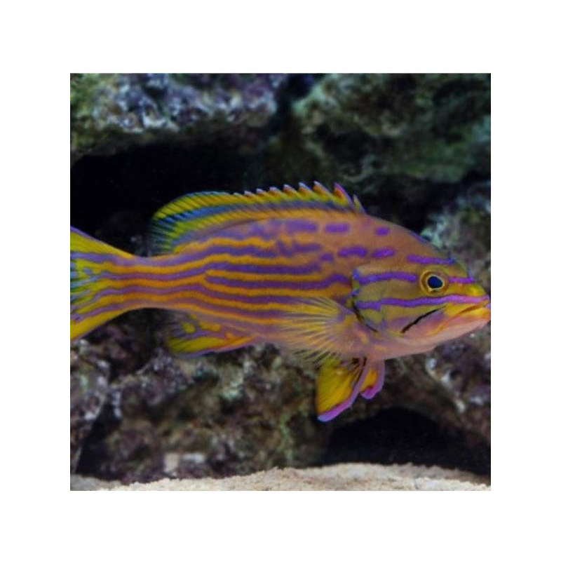 cephalophelus polleni cephalophelus polleni