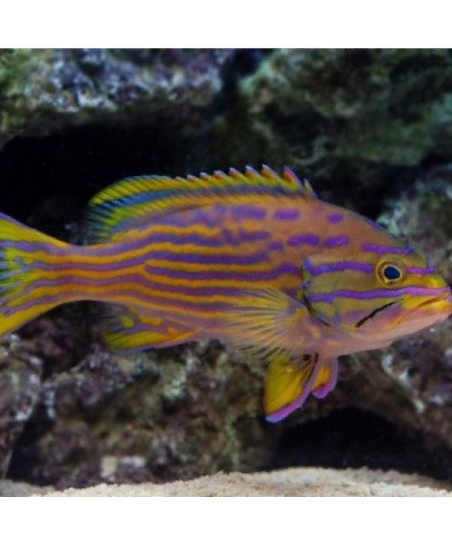 cephalophelus polleni