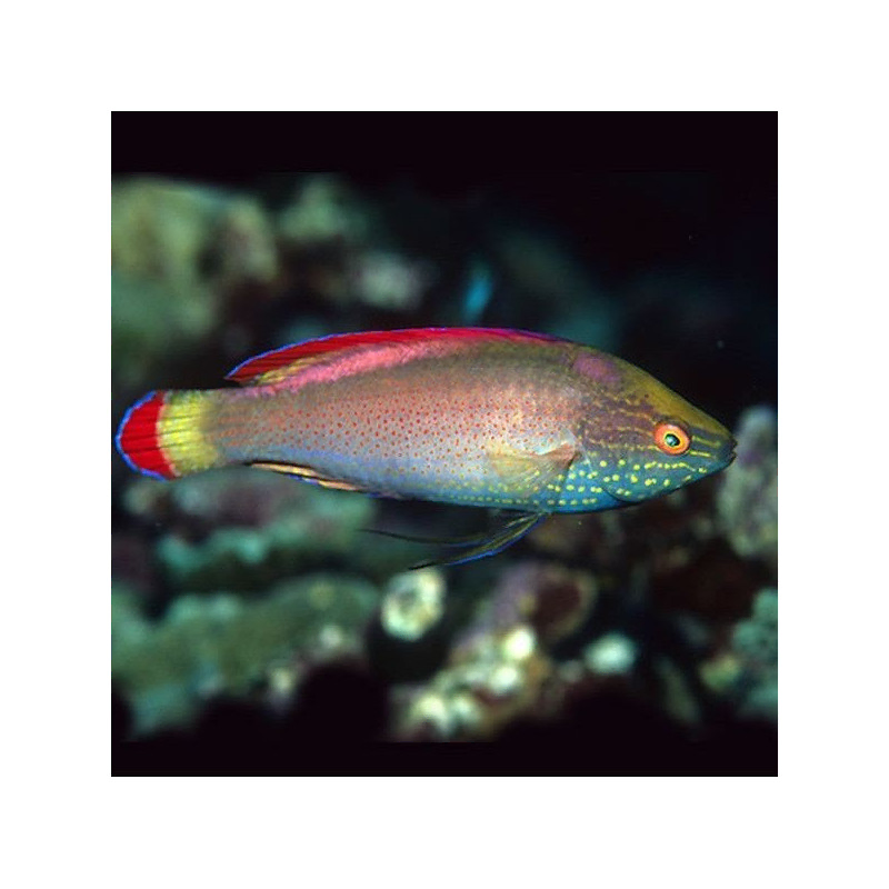 cirrhilabrus rubrimarginatus cirrhilabrus rubrimarginatus