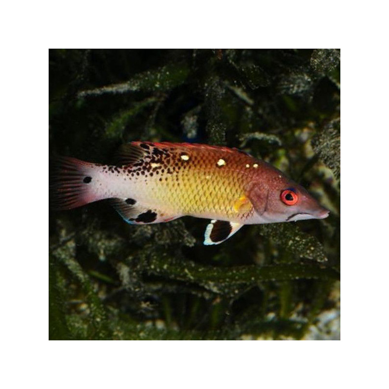 Bodianus diana M Bodianus diana M