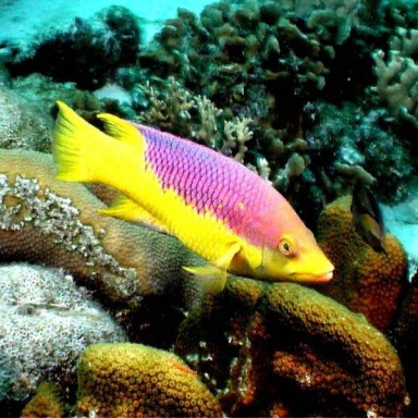 Bodianus Rufus M