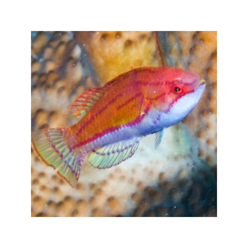 Paracheilinus flavianalis Paracheilinus flavianalis