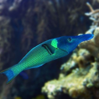 gomphosus caeruleus green L