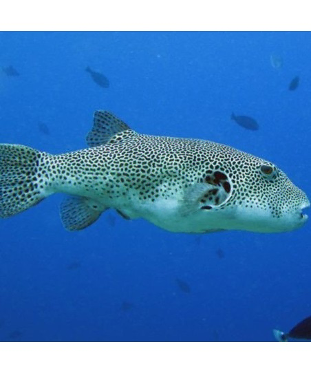 arothron stellatus M 10 15cm