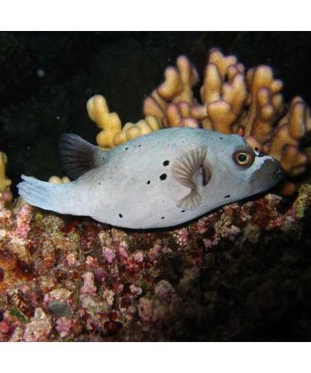 Arothron Nigropunctatus 