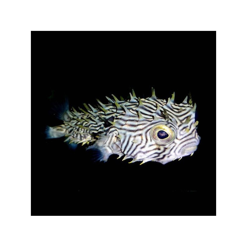 Chilomycterus schoepfi Chilomycterus schoepfi