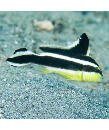 Plectorhinchus Diagrammus M 4 7cm