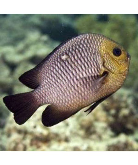 Dascyllus Trimaculatus
