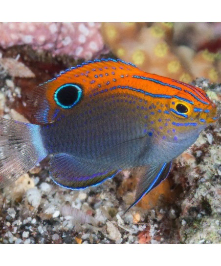Pomacentrus Bankanensis