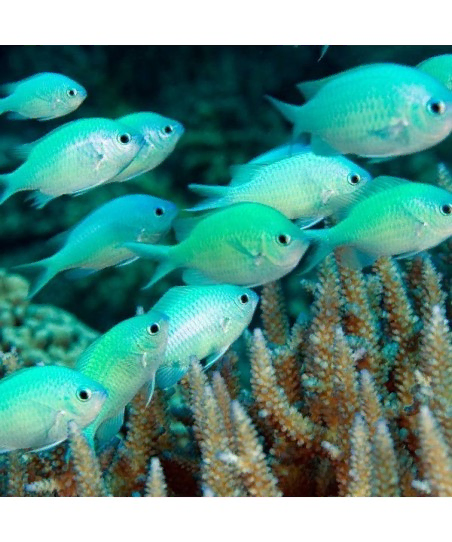 Chromis Viridis