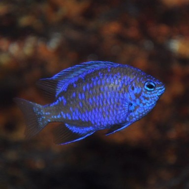 chrysiptora springeri