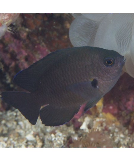 neoglyphidodon crossi