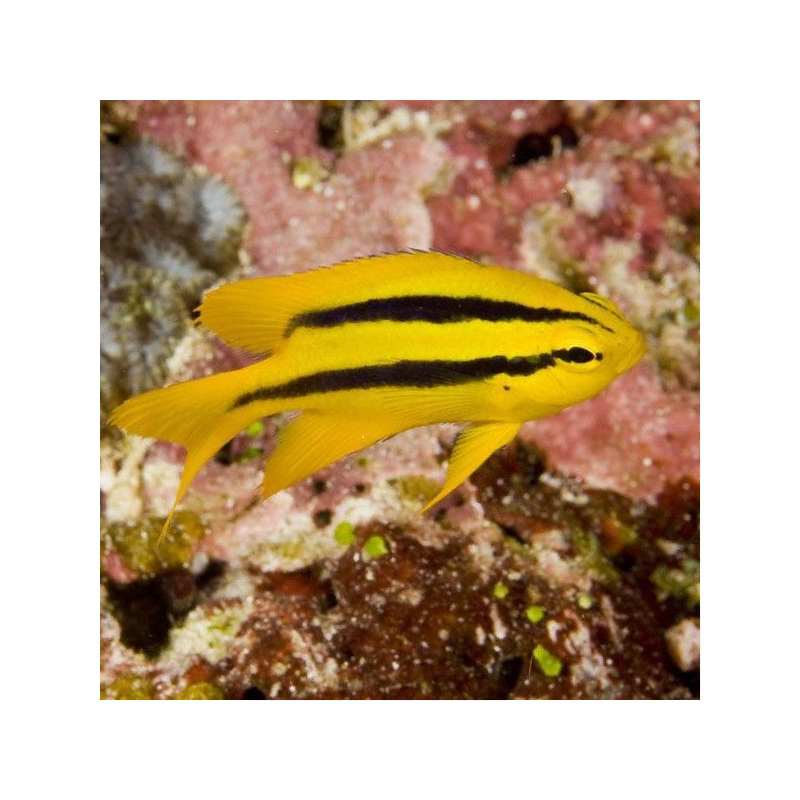 Neoglyphidodon Nigroris Neoglyphidodon Nigroris