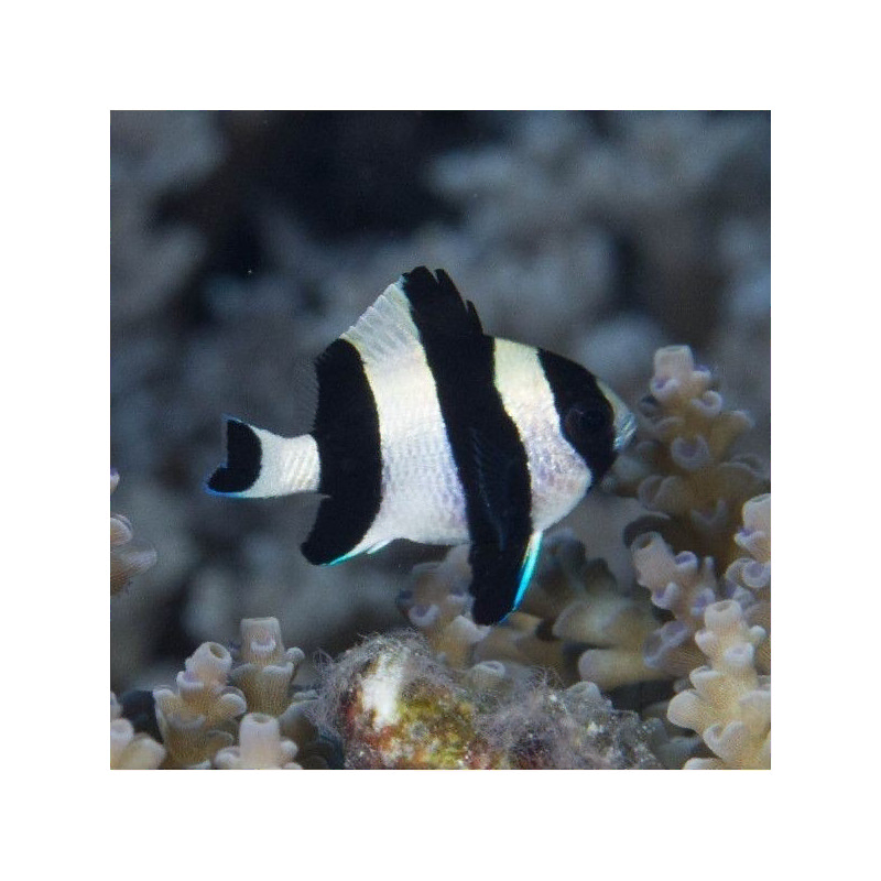 dascyllus melanurus dascyllus melanurus