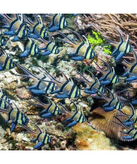 Pterapogon Kauderni | Coralandfishstore.nl