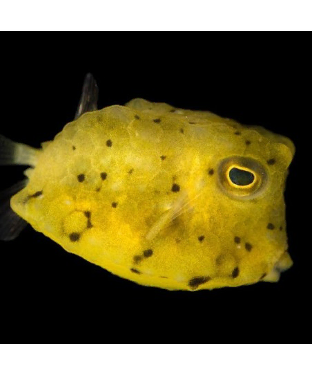 lactoria cornuta M 6 10cm