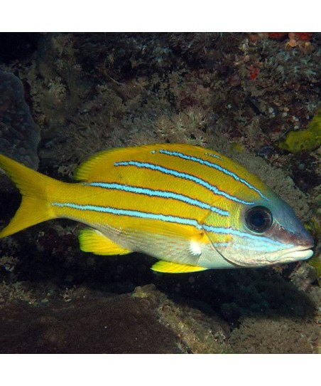 lutjanus kasmira