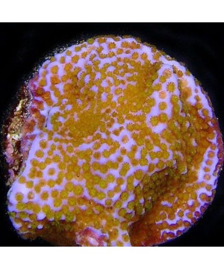Montipora tuberculosa M size