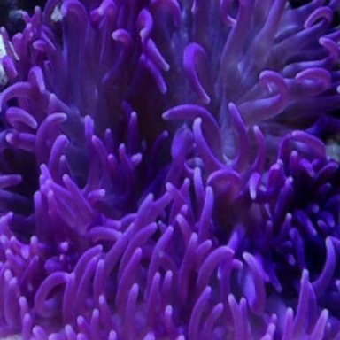 Macrodactyla doreensis purple