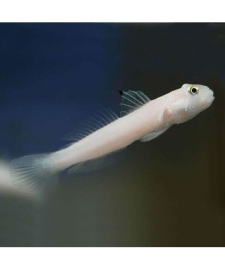 Valenciennea Sexguttata M