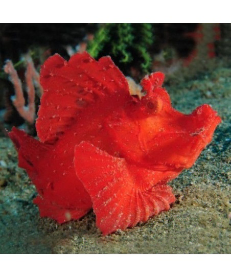 Rhinopus Eschmeyeri