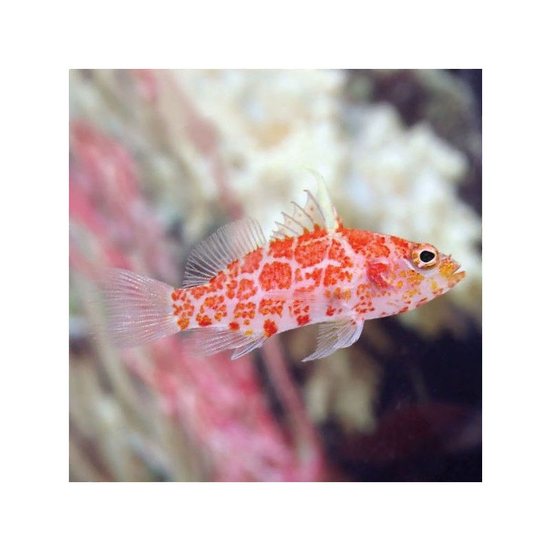 Plectranthias Inermis Plectranthias Inermis