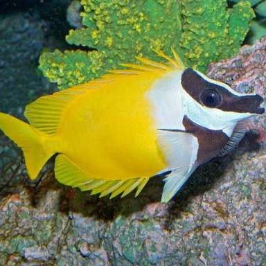 Siganus Vulpinus|Coralandfishstore.nl