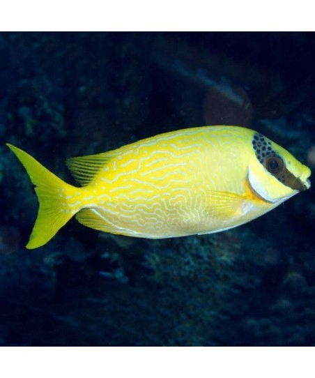 Siganus Puellus S