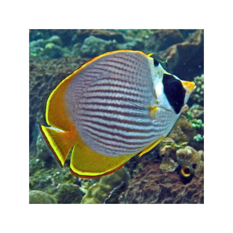 chaetodon adiergastos S M chaetodon adiergastos S M