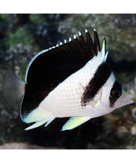 Chaetodon Burgessi