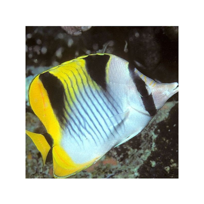 Chaetodon Falcula M Chaetodon Falcula M