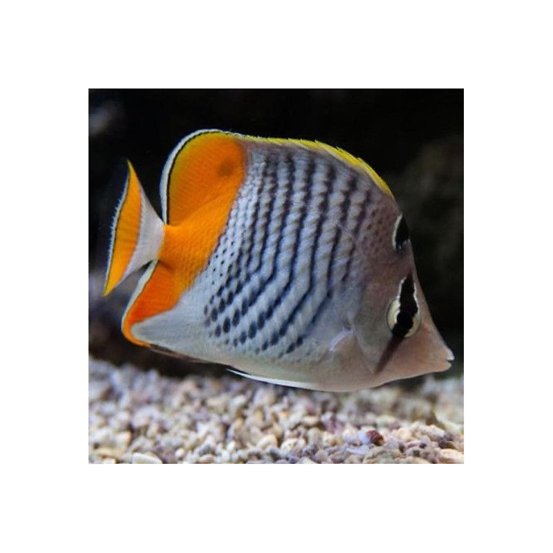 chaetodon madagascariensis chaetodon madagascariensis