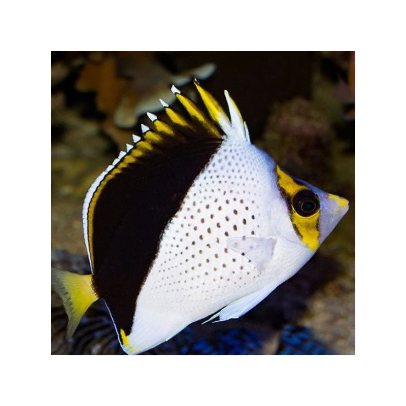Chaetodon Tinkeri Chaetodon Tinkeri