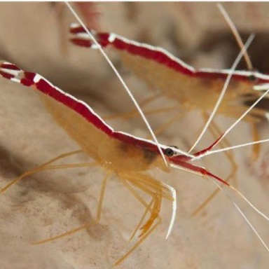 Lysmata Amboinensis  | Poetsgarnaal | Cleaner shrimp