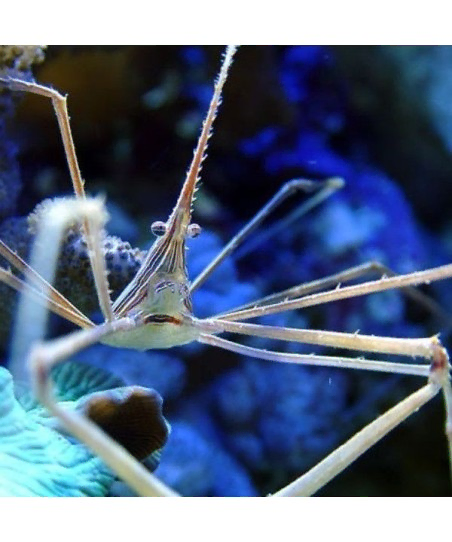 Stenorhynchus Seticornis